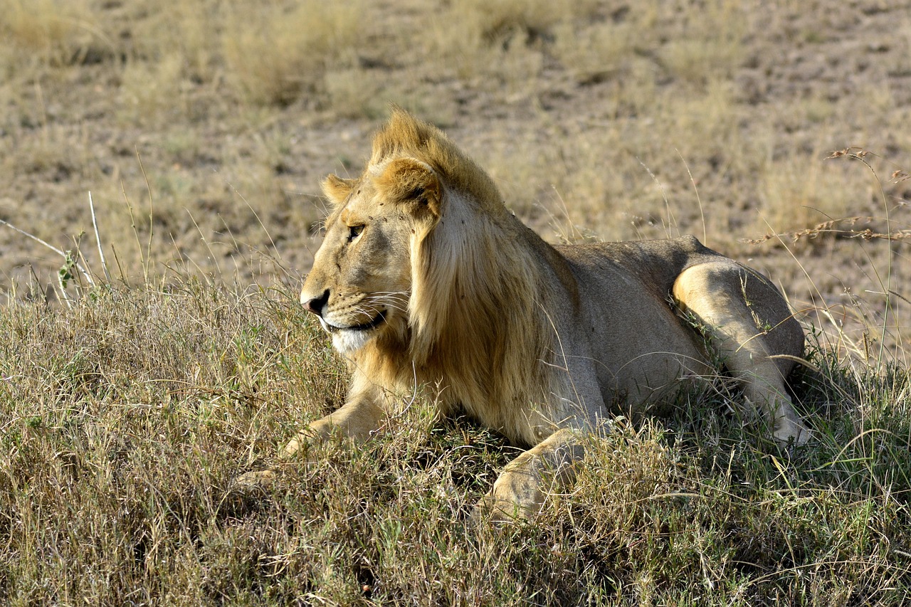 5 day budget safari from arusha